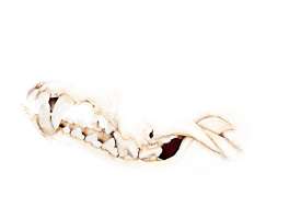 image: Das Lächeln III